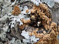 Hydnoporia olivacea image