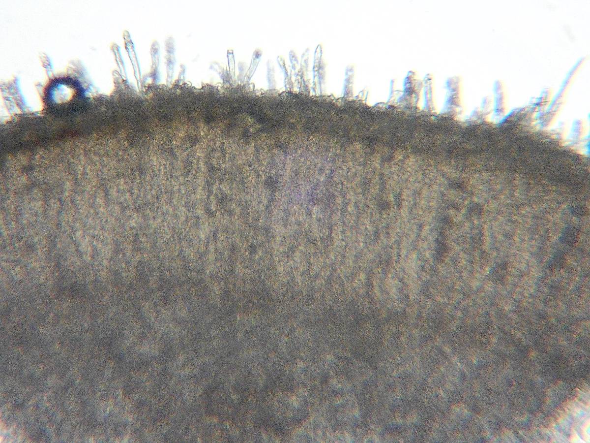 Dacryobolus karstenii image