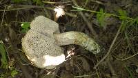 Leccinum duriusculum image