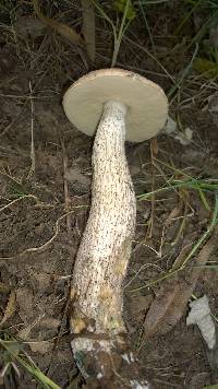 Leccinum duriusculum image