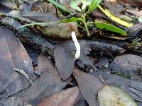 Clavaria falcata image