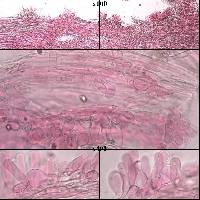 Coprinopsis melanthina image