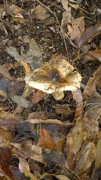 Russula sororia image