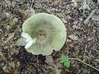 Russula variata image