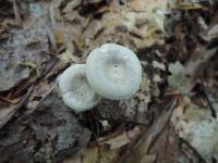 Clitocybe odora var. odora image