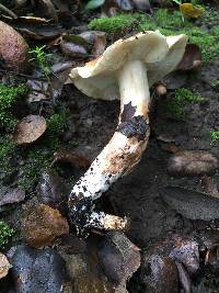 Tricholoma dryophilum image