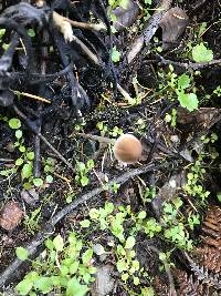 Psathyrella corrugis image