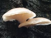 Pleurotus pulmonarius image