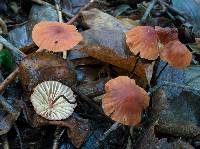 Marasmius siccus image