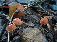 Marasmius siccus image