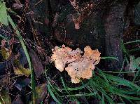 Laetiporus cincinnatus image