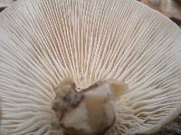 Pleurotus pulmonarius image