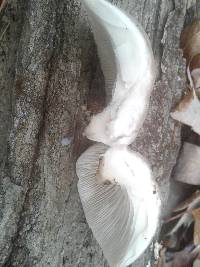Pleurotus pulmonarius image
