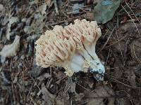 Ramaria formosa image