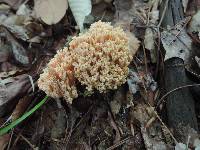 Ramaria formosa image