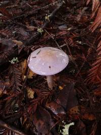 Cortinarius salor image