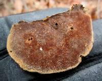 Phellinus gilvus image