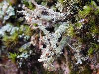 Cladonia squamosa image