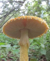 Amanita aureofloccosa image