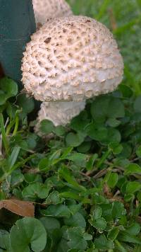 Amanita foetidissima image