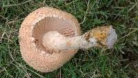 Amanita foetidissima image