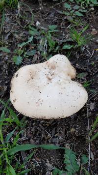 Clitocybe brunneocephala image