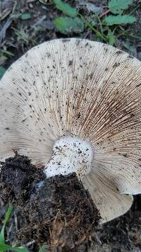 Clitocybe brunneocephala image