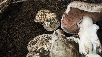 Agaricus bisporus image