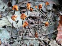 Marasmius siccus image