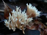 Clavulina coralloides image