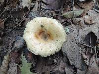 Lactarius maculatipes image