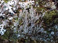 Cladonia squamosa image