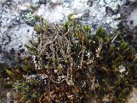 Cladonia furcata image