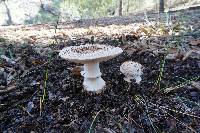 Amanita magniverrucata image