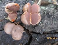 Lycogala epidendrum image