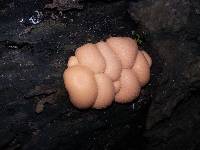 Lycogala epidendrum image