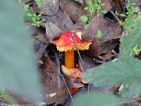 Hygrocybe punicea image