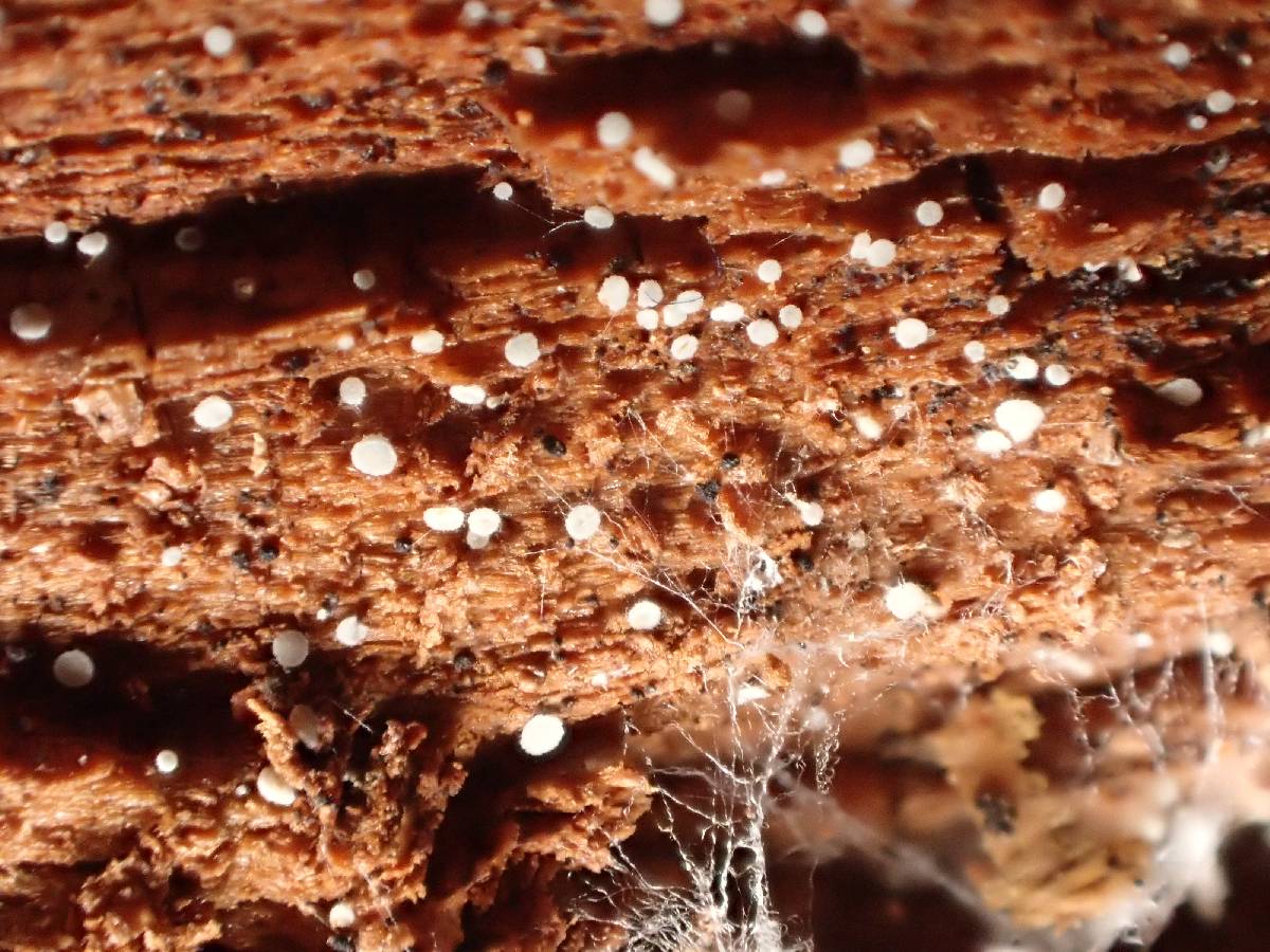 Mollisia sublividula image
