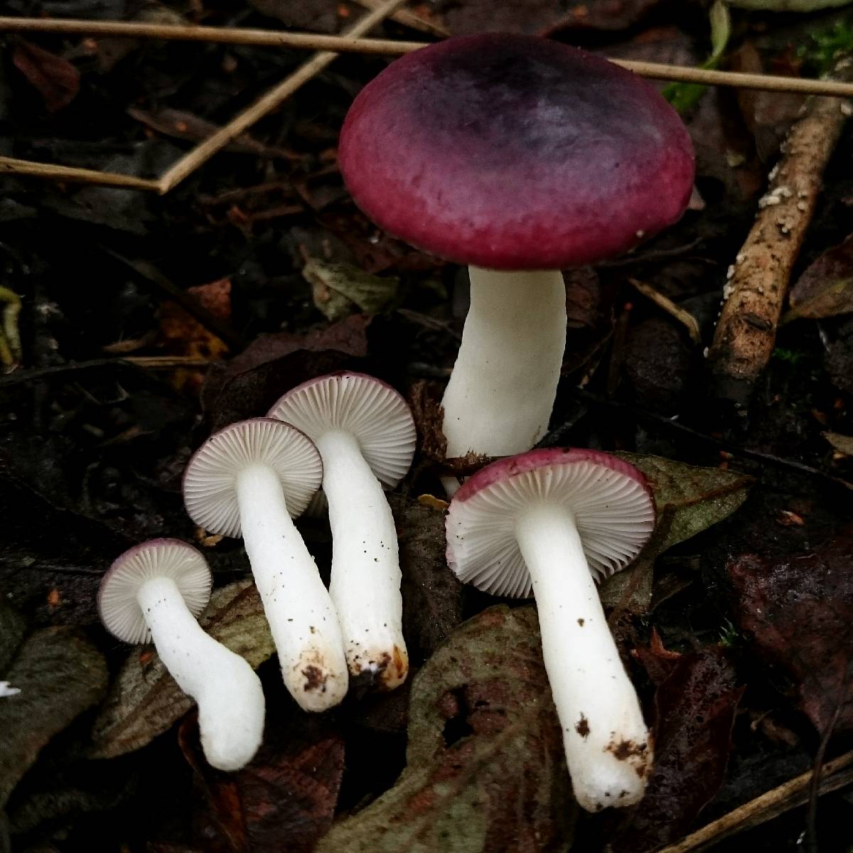 Russula atrorubens image