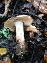 Inocybe fraudans image