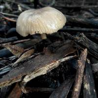 Marasmius albogriseus image