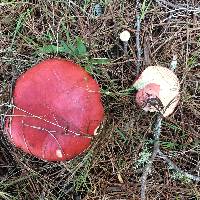 Russula sanguinaria image