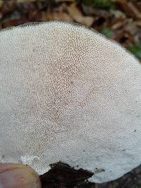 Trametes gibbosa image