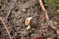 Helvella compressa image