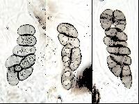 Rinodina teichophila image