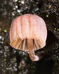 Mycena meliigena image