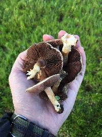 Agaricus micromegethus image