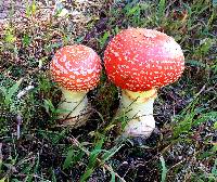 Amanita persicina image