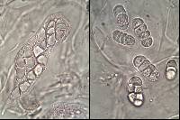 Rhizocarpon reductum image