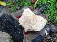 Clitocybe brunneocephala image